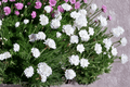 Alba Sea Thrift Armeria maritima 'Alba' — 1 Live Plant in 4-Inch Pot