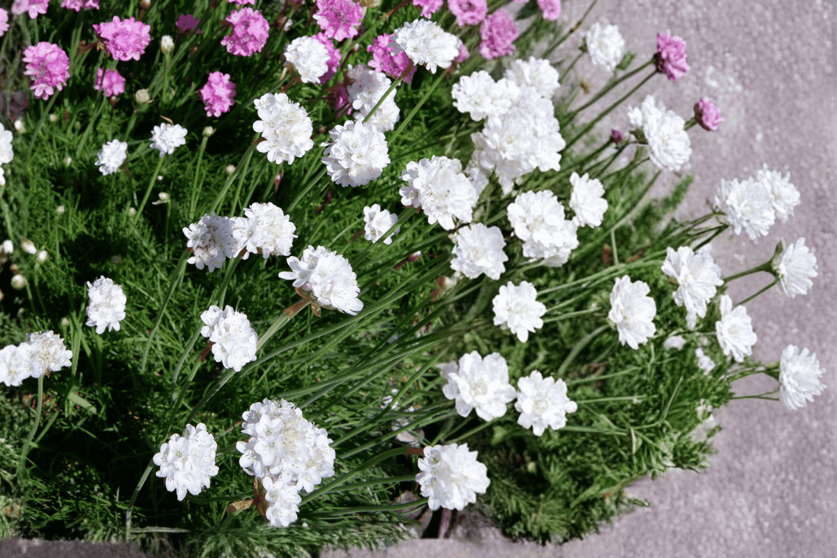 Alba Sea Thrift Armeria maritima 'Alba' — 1 Live Plant in 4-Inch Pot
