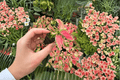 Aglaonema Sunrise Red Starter Plants - 2 Live Plants, Bare Root with Protected Soil Pods