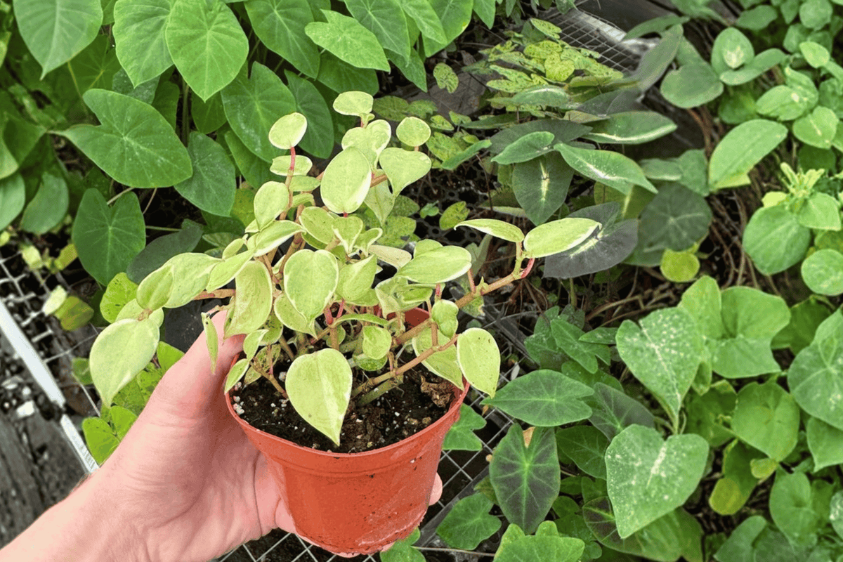 Variegated Cupid Peperomia (Peperomia scandens ‘Variegata’) - 2 Live Plants, 4-Inch Pots