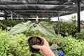 Alocasia Corazon – 2 Live Plants in 4-Inch Pots | Exact Plants Pictured
