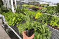 2 Variegated Domino Peace Lily (Spathiphyllum 'Domino') - 4-Inch Pots
