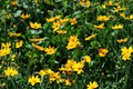 Nana Dwarf Tickseed Coreopsis auriculata ‘Nana’ — 4-Inch Pot