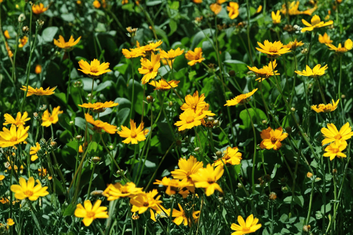 Nana Dwarf Tickseed Coreopsis auriculata ‘Nana’ — 4-Inch Pot