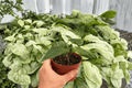 Anthurium Xone x Besseae - 2 Live Plants in 4" Pots (Exact Plants)