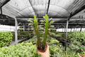 Euphorbia trigona Red 2-Plant Bare-Root 4-Inch Pot Live Plants