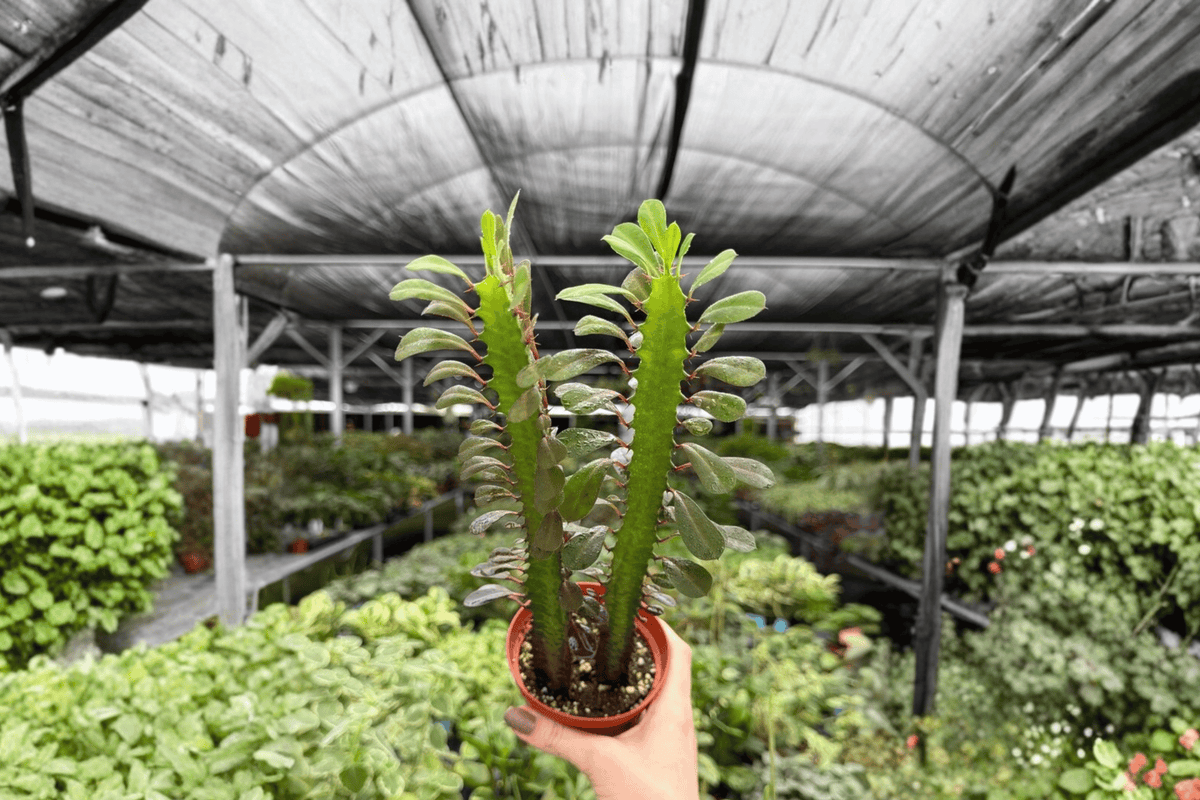Euphorbia trigona Red 2-Plant Bare-Root 4-Inch Pot Live Plants