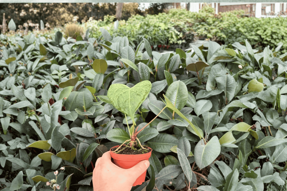 Anthurium Xone × Dressleri Live Plants (2) in 4-Inch Bare Root