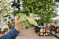 Syngonium Pink Salmon Starter Plants — 2 Live Starter Plants in 2" Pots (Syngonium podophyllum Pink Salmon)