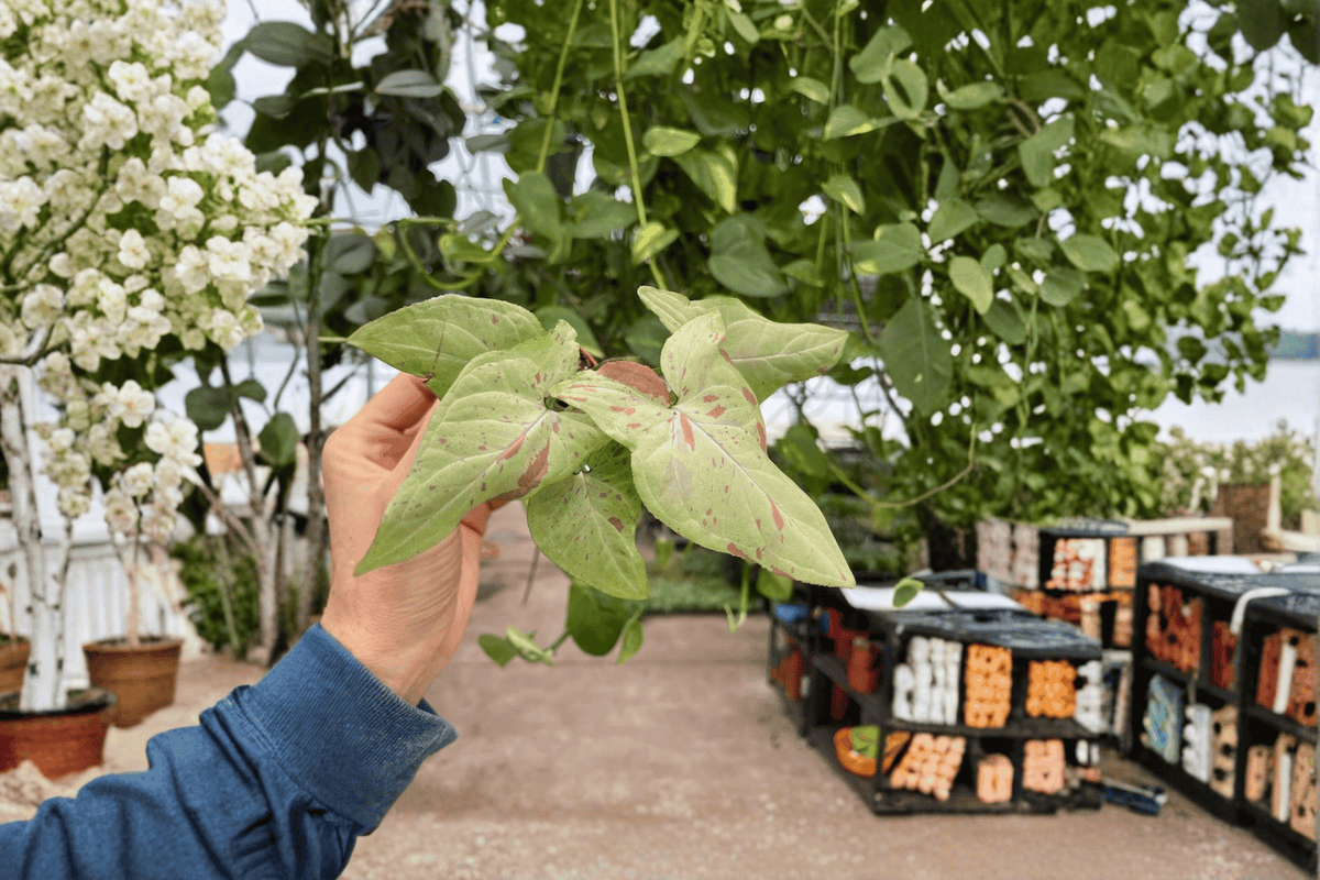 Syngonium Pink Salmon Starter Plants — 2 Live Starter Plants in 2" Pots (Syngonium podophyllum Pink Salmon)