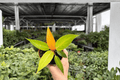 Philodendron Red Sun - 2 Live Plants in 4" Pots (Exact Plants pictured)