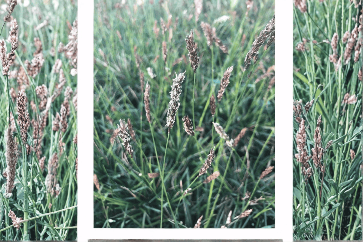 Greenlee Moor Grass Sesleria 'Greenlee Hybrid' | 1 Live Plant in 4-Inch Pot