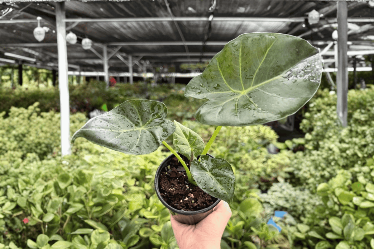 Alocasia Regal Shields - 2 Live Plants in 4-Inch Pots - Exact Plants Pictured