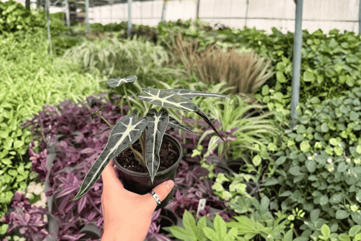 Alocasia Bambino 2 Live Plants in 4-Inch Pots | Potted