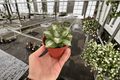 Variegated Agave Live Plants (2) in 4-Inch Pots | Ornamental Succulent Duo