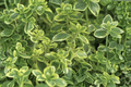 Golden Lemon Thyme Aureus | 1 Live Plant in 4-Inch Pot