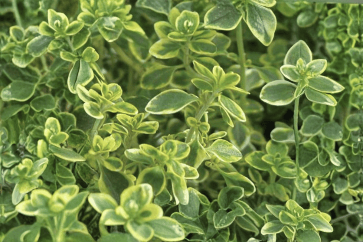 Golden Lemon Thyme Aureus | 1 Live Plant in 4-Inch Pot