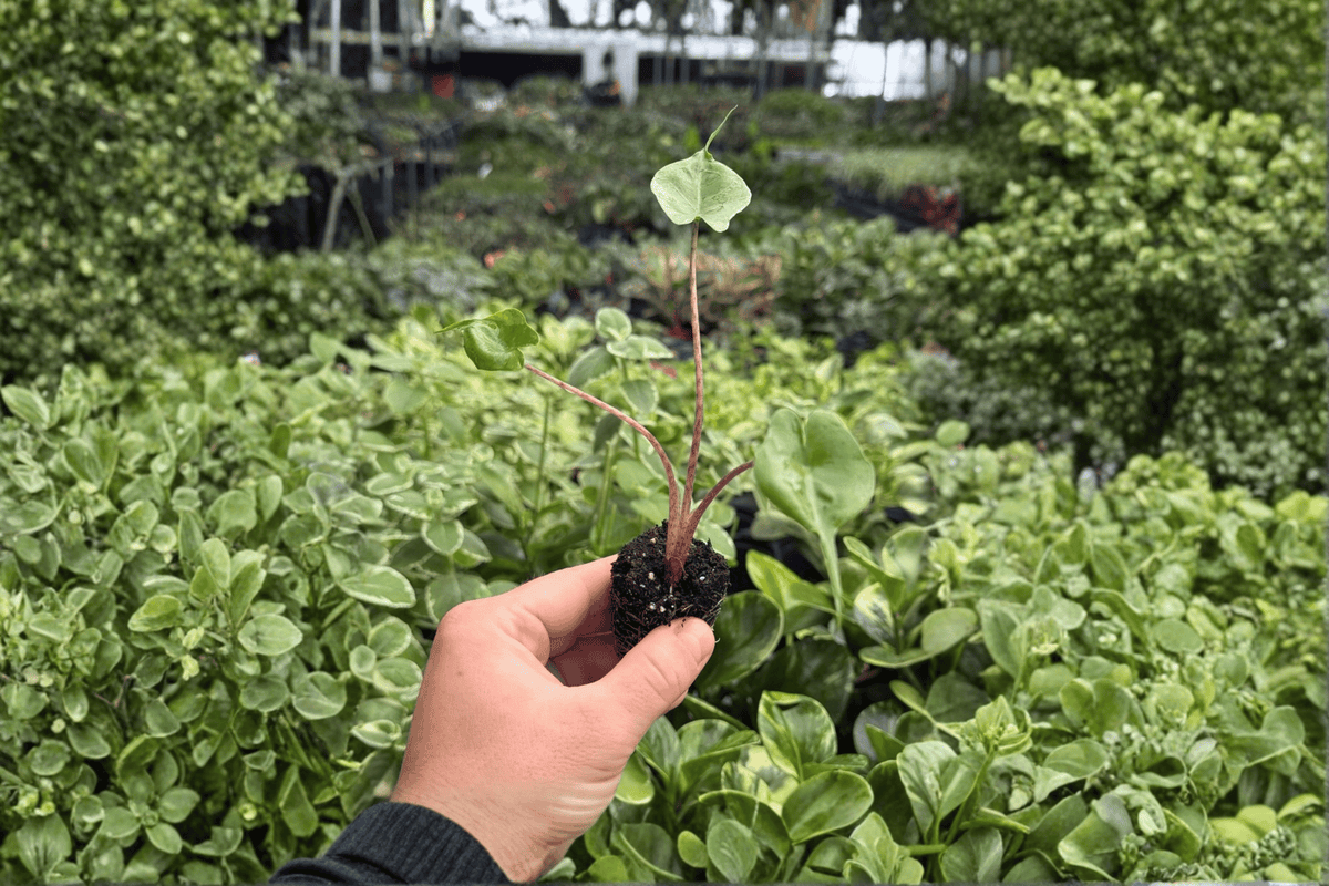 Alocasia Stingray Starter Plants in Plugs | 2 Exact Live Plants (Alocasia macrorrhizos 'Stingray')