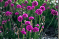 Nifty Thrifty Sea Thrift (Armeria maritima) 4-Inch Pot - Live Plant
