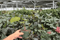 Anthurium Hulk x Velvet Moira — 2 Exact Live Plants in 4-Inch Pots