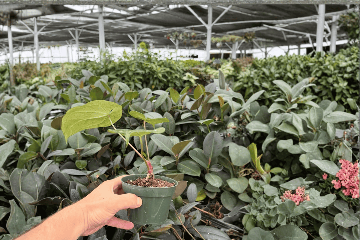 Anthurium Hulk x Velvet Moira — 2 Exact Live Plants in 4-Inch Pots