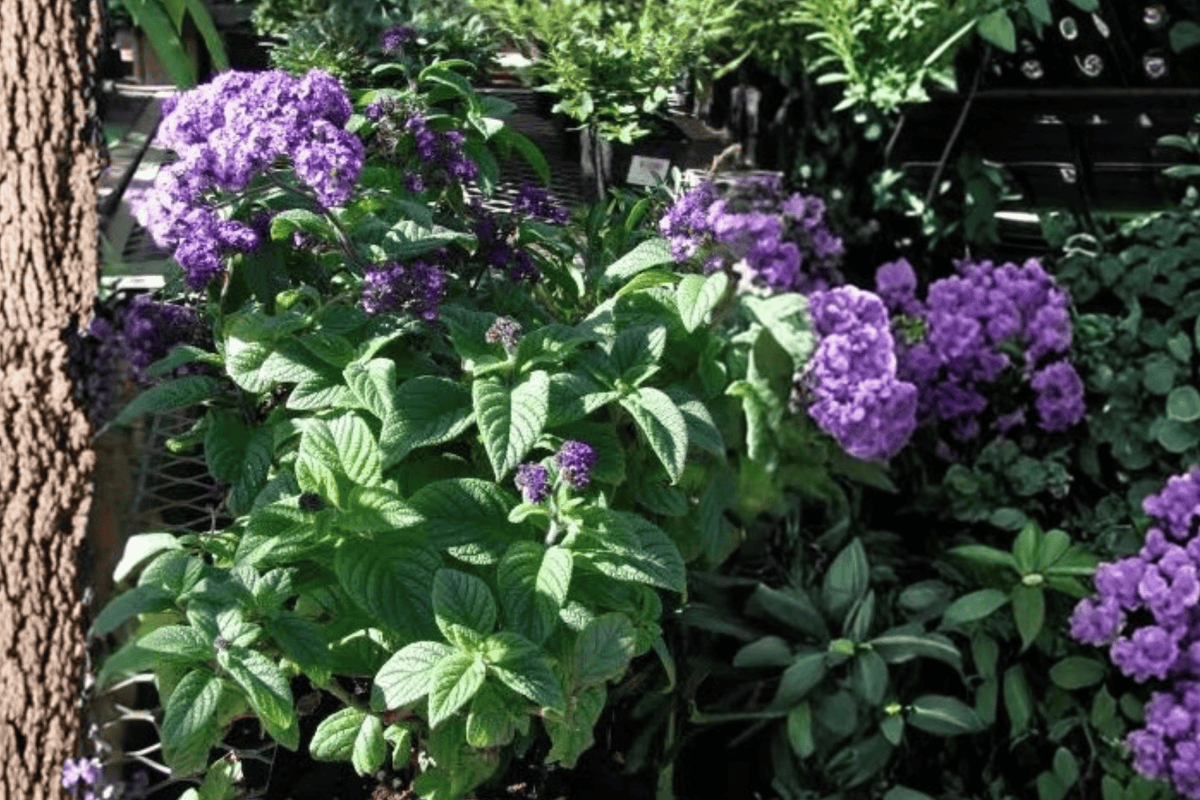 Blue Boa Hummingbird Mint Agastache 'Blue Boa' - 1 Live 4-Inch Pot