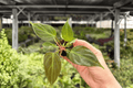 Philodendron El Choco Red Starter Plants (2) in Plugs - Exact Plants