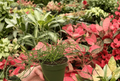 Juncus Unicorn Live Plants (2) | 4-Inch Pots | Fully Established Roots