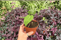 Anthurium papillilaminum × dressleri - 2 Bare-Root Live Plants (4-inch) - Pictured