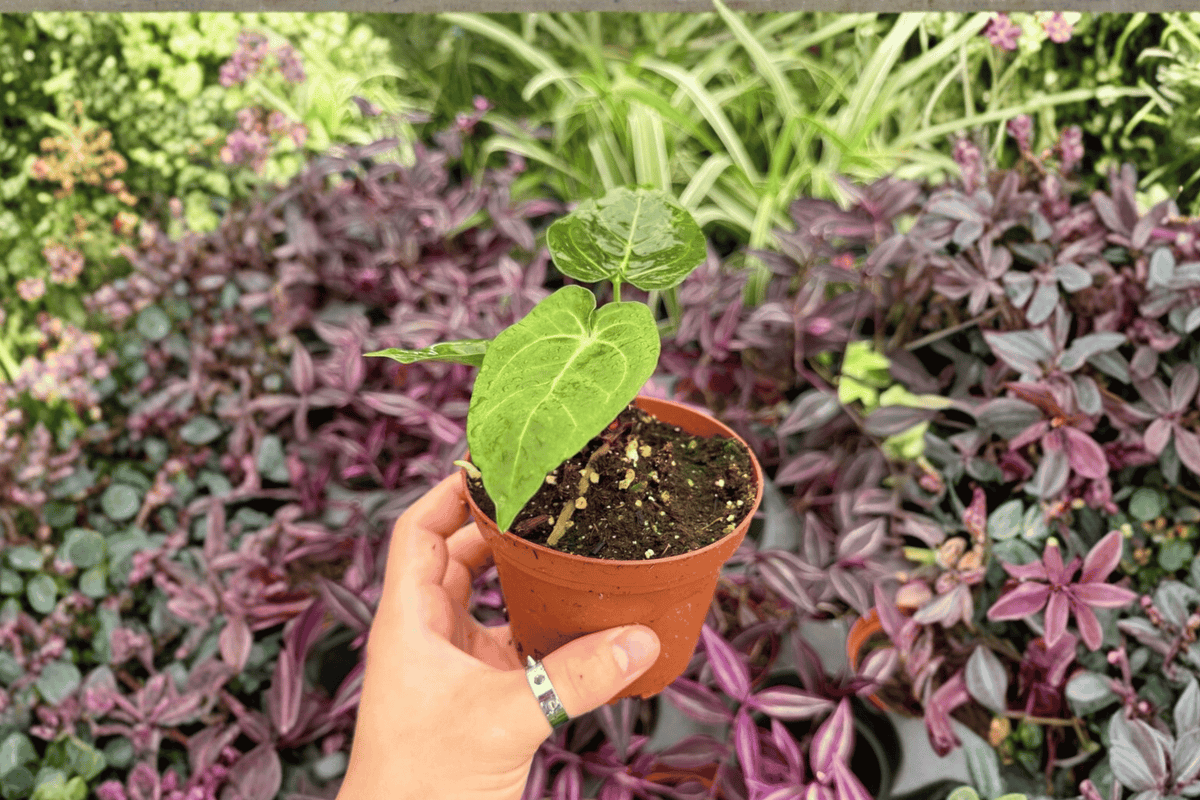 Anthurium papillilaminum × dressleri - 2 Bare-Root Live Plants (4-inch) - Pictured