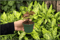 Syngonium Merry Maria | 2 Live Starter Plants in 2-Inch Pots (Syngonium podophyllum)