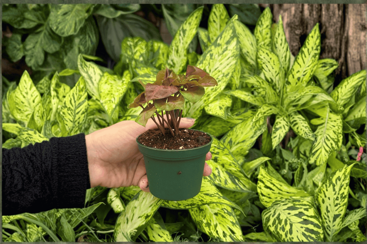 Syngonium Merry Maria | 2 Live Starter Plants in 2-Inch Pots (Syngonium podophyllum)