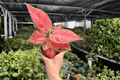 Aglaonema Super Pink - 2 Live Plants in 4-Inch Pots (Exact Plants)