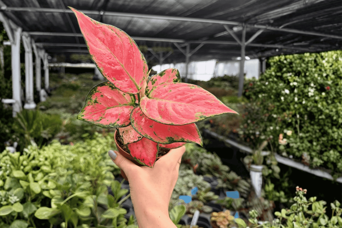 Aglaonema Super Pink - 2 Live Plants in 4-Inch Pots (Exact Plants)