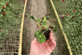 Begonia Unique - 2 Live Starter Plants (2-inch) Bare Root