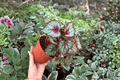 Harmony’s Crimson Oak Begonia (Begonia ‘Harmony’s Crimson Oak’) - 2 Pack, 4-Inch Pots