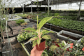 Aglaonema Night Sparkle Live Plants - 2x 4-Inch Potted Night Sparkle Chinese Evergreen