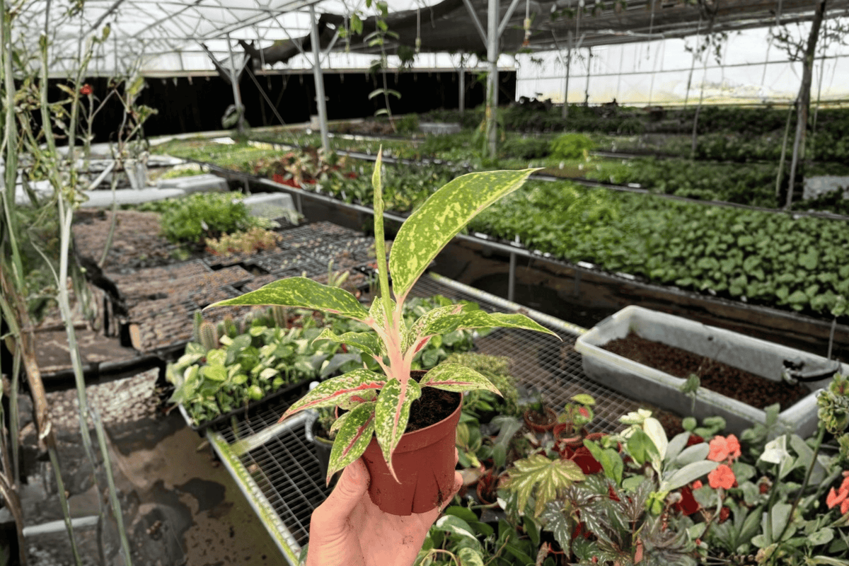 Aglaonema Night Sparkle Live Plants - 2x 4-Inch Potted Night Sparkle Chinese Evergreen