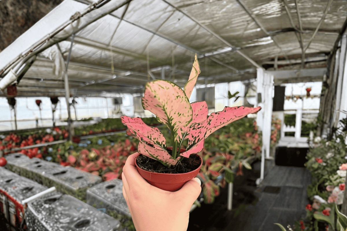 Aglaonema Light Pink Triphet - 2 Live Plants, 4-Inch Pot (Pot Status Confirmations Pending)