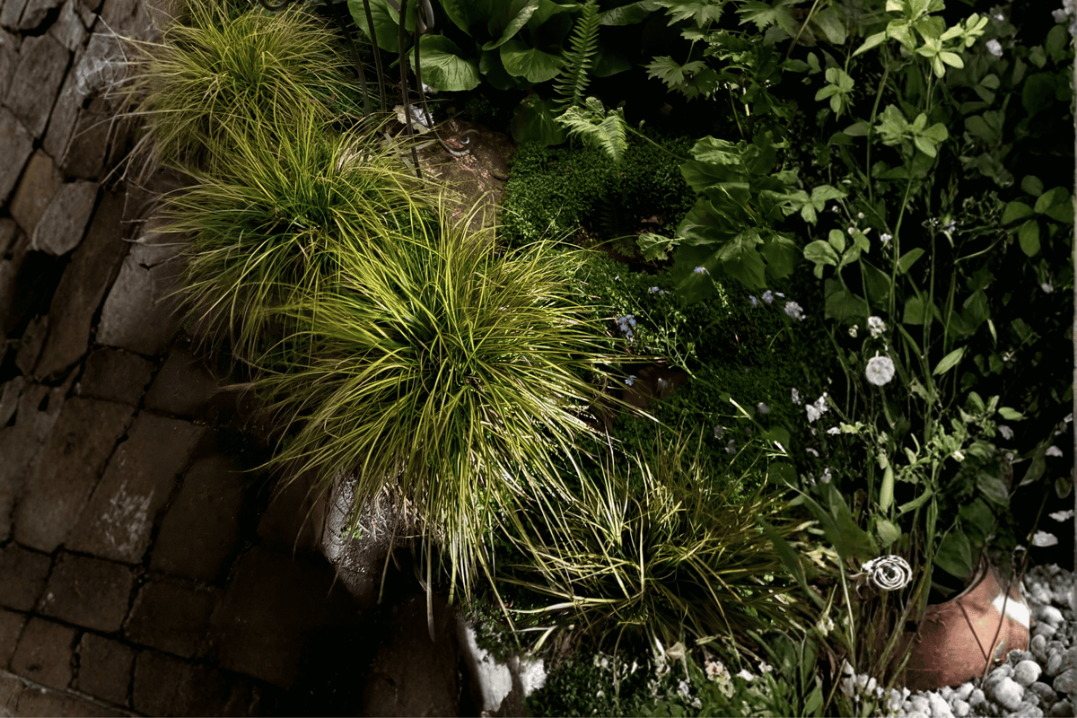 Everillo Golden Japanese Sedge Carex oshimensis 'Everillo' — 4-Inch Pot Live Plant
