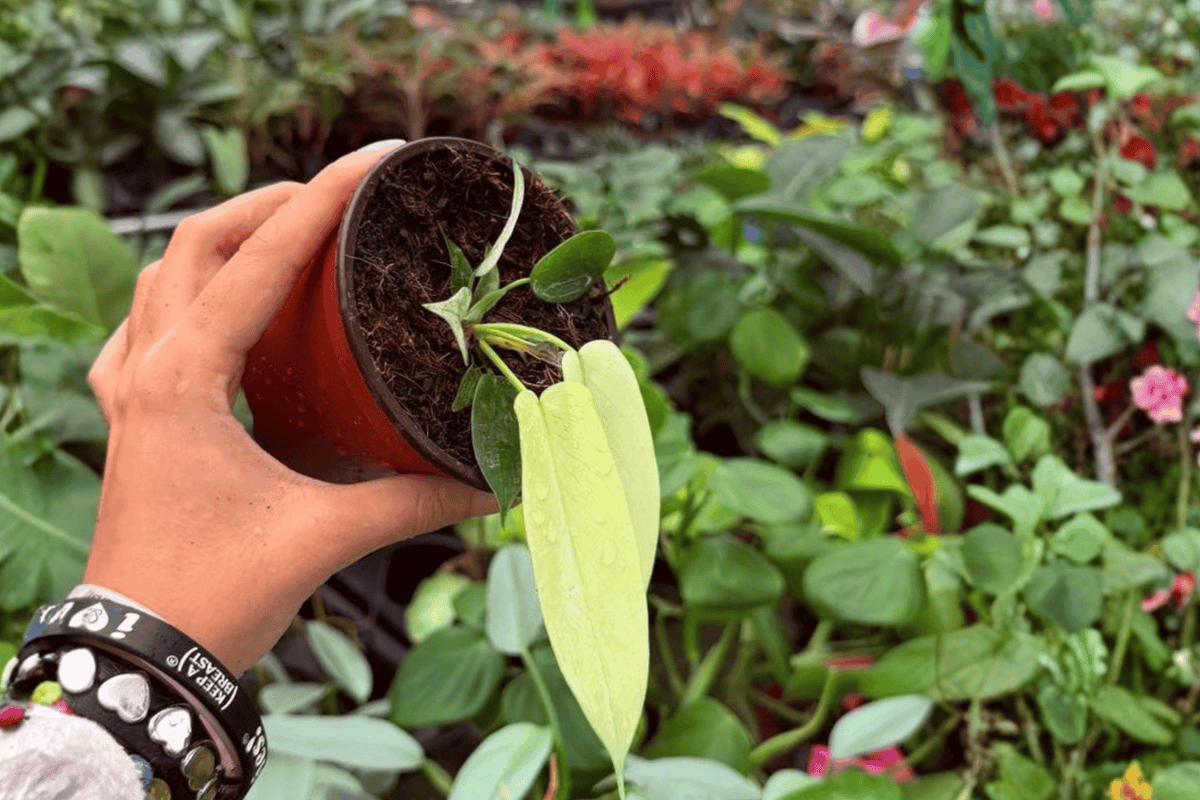 Philodendron Florida Ghost Mint - 2 Live Plants in 4-Inch Pots (Florida Ghost) - Exact Plants