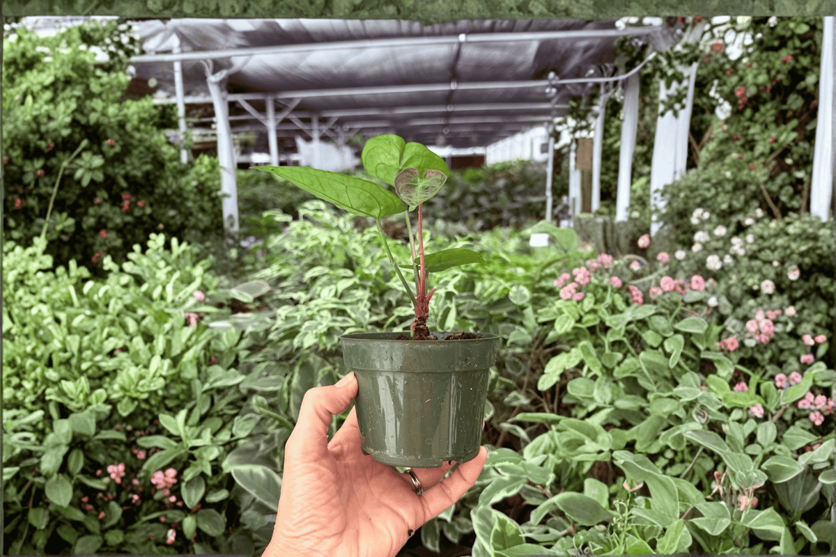 Anthurium Hulk x Velvet Moira 2 Live Plants in 4-Inch Pots
