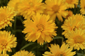Coreopsis grandiflora 'Double the Sun' Tickseed - 4-Inch Pot (1 Live Plant)