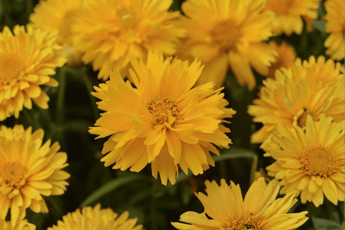 Coreopsis grandiflora 'Double the Sun' Tickseed - 4-Inch Pot (1 Live Plant)