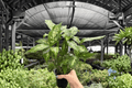 Dieffenbachia Compacta - 2 Live Plants in 4-Inch Pots (Exact Plants)