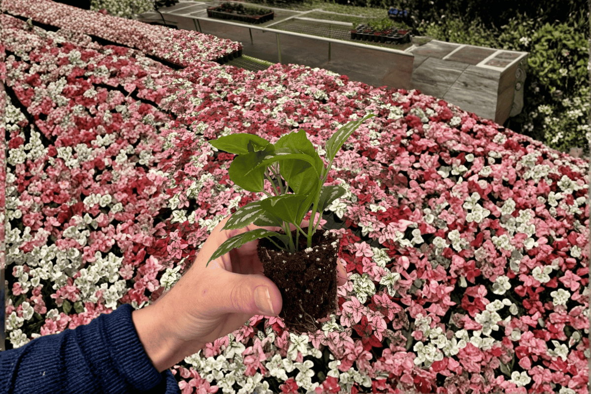 Pilea cadierei Aluminum Plant Starter Plants (2) – Bare Root in Soil Pods