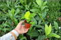 Philodendron Moonlight Starter Plants – 2 Live Plants in Soil Pods (2-Inch Pots)
