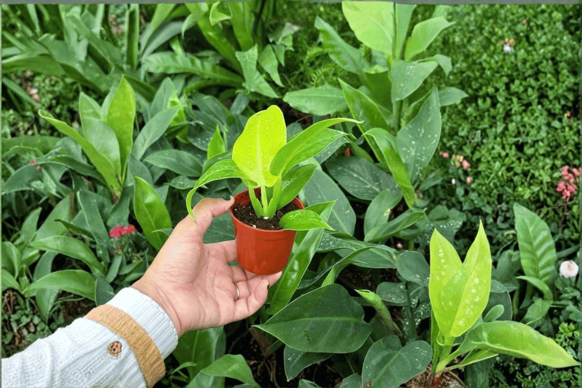 Philodendron Moonlight Starter Plants – 2 Live Plants in Soil Pods (2-Inch Pots)