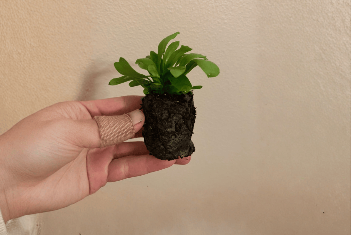 Green Flame Fern Starter Plants — 2x 2-Inch Pots