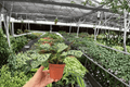 Calathea Burle Marx Amabilis (Goeppertia burle-marxii 'Amabilis') - 2 Live Plants in 4-Inch Pots